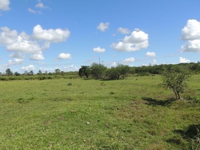 Sítio para Venda em Viamão - 5