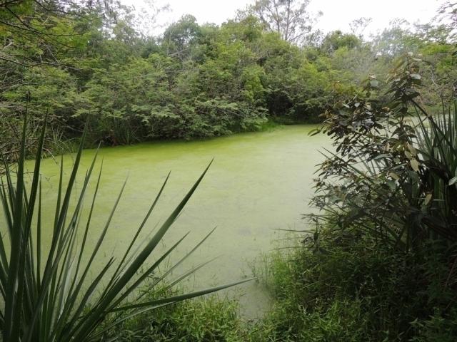 Chácara para Venda em Viamão - 5